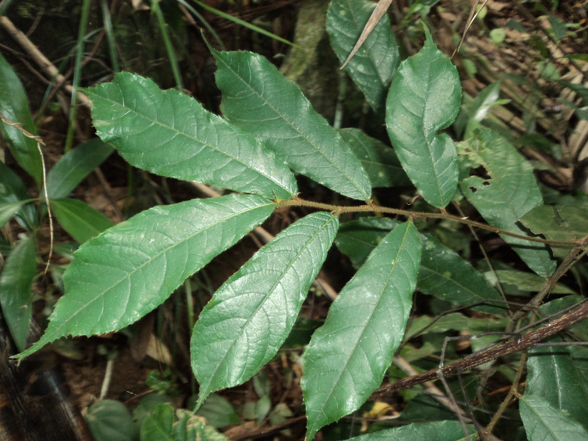 Antiaris toxicaria (J.F.Gmel.) Lesch.